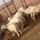 بهم رخال حريه جروم وشعره عينك ميزانك