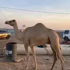 قعود ( فحل )