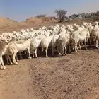 ضان حريات دفيع بفحلها مصفوطه للقناي