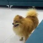 كلب بومرينيان