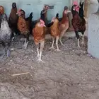 دجاج بلدي العمر 3شهور ونص