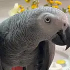 بغبغاء كاسكوا حجم جامبوا - اسمه كيدوا للبيع