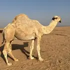 بعير سدس كحيلاني