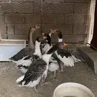وز بلدي منتجه وجحم جامبو ماشاءالله