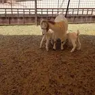 عنز معها تيسين