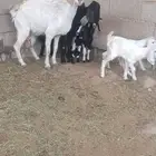 معزا ولد