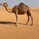 للبيع خلفه ساحليه حمرا رباع ثنو