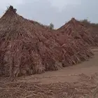 قصب يابس .