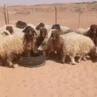 جذعات العدد 25 العمر 8 شهور ( بريدة)