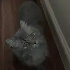 قطه شيرازيه