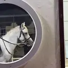 خيل جزيري