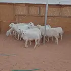 10 روس شياه حريه