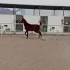 مهره بنت بركات الخالديه