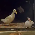 بط وأرانب