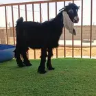 ذبايح المجمعه