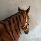فرس شعبيه