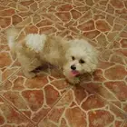 كلب مالتيز للبيع   صغير ولطيف جد ا