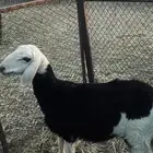 رخل للبيع