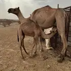 ابل خلفات