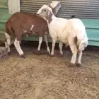 طليان