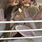 أرنب فرنسي لحم