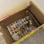 يوجد 2 صيصان مجانا بدون مقابل