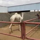 جمل طابع