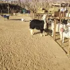 طلي نجدي