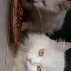 قطط للتبني