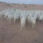 للبيع معزاء و حريت