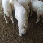 عرضين بهم حري للبيع