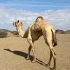 للبيع فحل من عزبة محمد بن راشد المكتوم