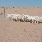 غنم حريات حرش دفيع ومضاريع