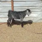 جفرة ذبيحة طلعة