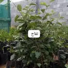 شتلات مثمره
