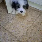 I have 7 peace breed is shitzu