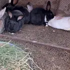 ارانب للبيع مشروطه من كل شي