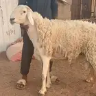 فحل حري مشروط