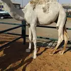 قعود مفرود سمين