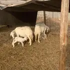 ضان خلفات