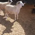 فحول مغربية صردية