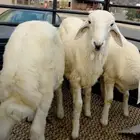 طليان