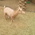 ماعز قزمي مكس امريكي