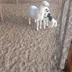 رخال ذبايح تم البيع