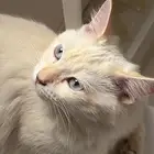 أنثى   هملايا   شيرازي لعوب مرح