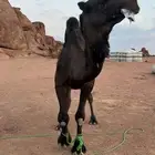 جمل املح للبيع