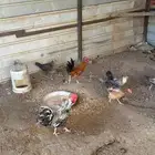 دجاج للبيع