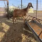 للبيع رخل سواكنيه