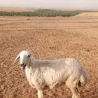 رخل ذبيحة