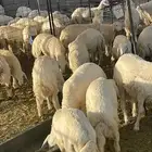 طليان 37 راس